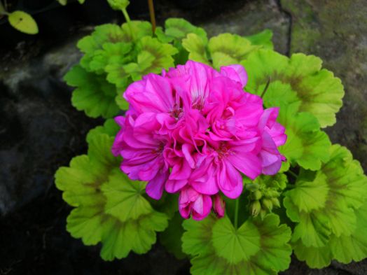 Friary Wood № 0807