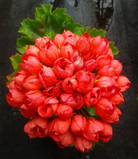 Red Pandora № 2313