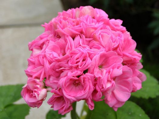 Saxdalens Selma № 0422