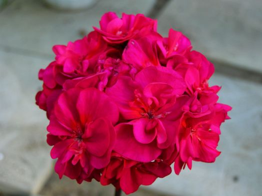 Royal Norfolk № 0637