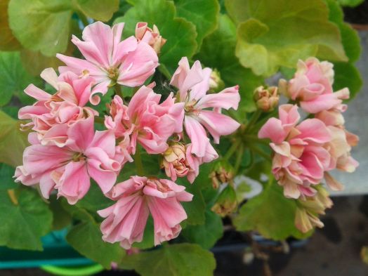 Elnaryds Romance № 0614