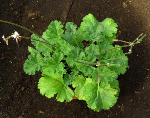 P. moliconum № 2110