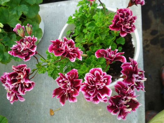 Quantock Double Diamond № 1903