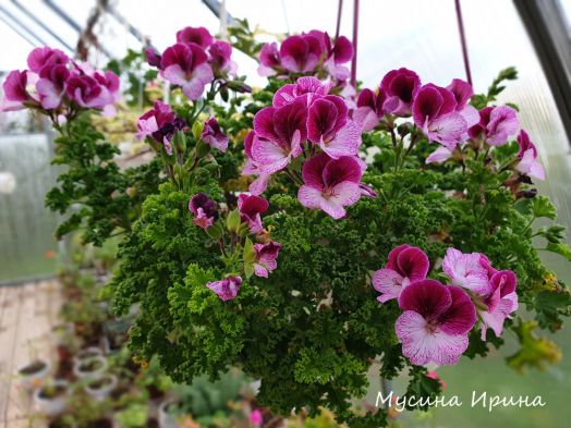 Eskay Verglo № 1901