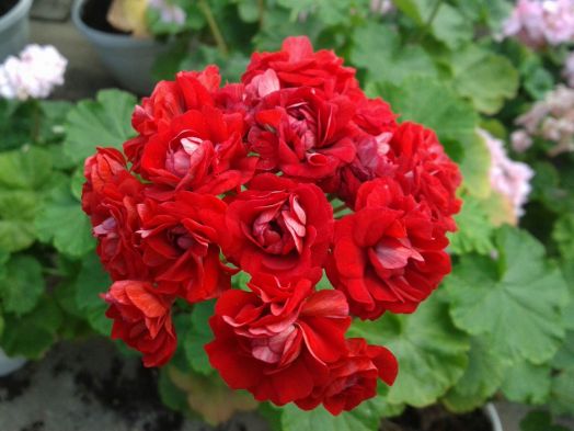 Bornholmpelargon № 0406