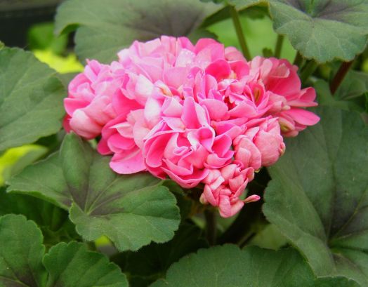 Шёлк Лирика № 2416