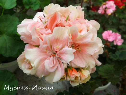 Шёлк Аврора № 2405