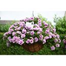 петуния Origami Lavender Touch