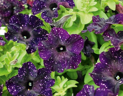 петуния Bonnie MysterySky с февраля