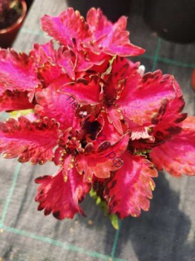 105  колеус Krasnyy krokodil