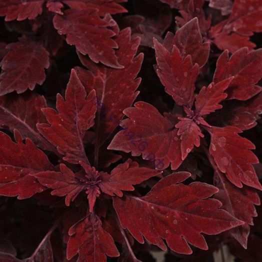 506  колеус Flame Thrower Salsa Roja