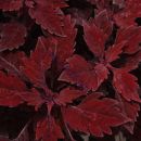 506  колеус Flame Thrower Salsa Roja