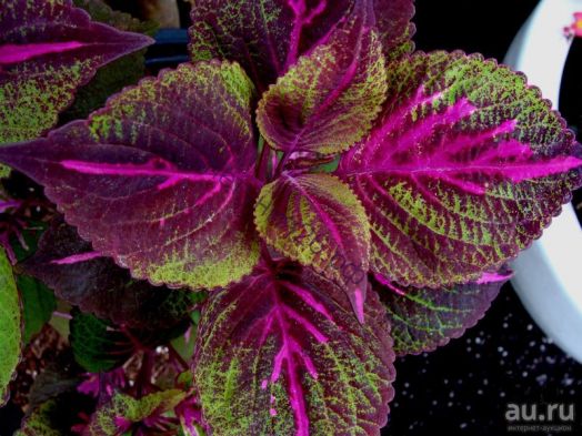 колеус Перилла  Магилла