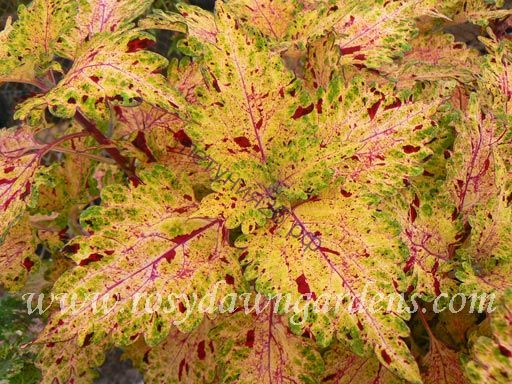 88  колеус Serenade