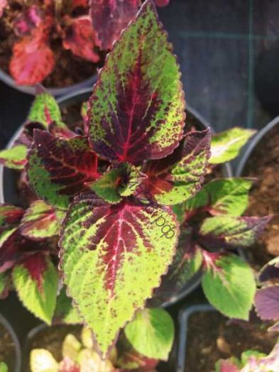 470   колеус Perilla qodes shadow