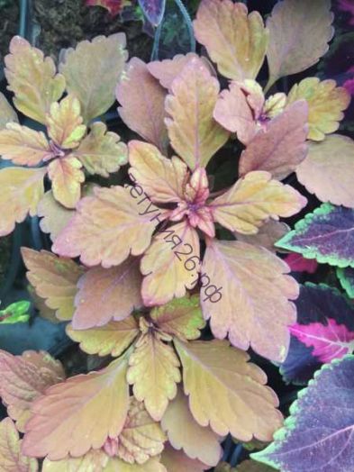 485  колеус Ignition