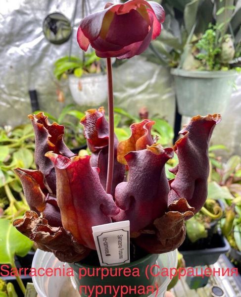 Sarracenia purpurea (Саррацения пурпурная)