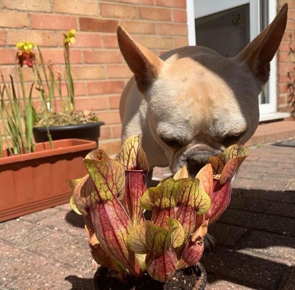 Sarracenia purpurea (Саррацения пурпурная)