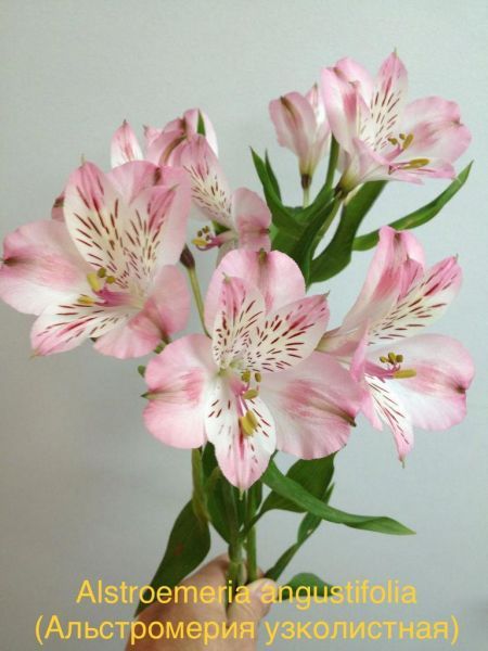Alstroemeria angustifolia (Альстромерия узколистная)