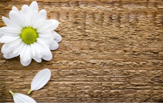 Кухонный гарнитур Риал Эко 1500 ромашка