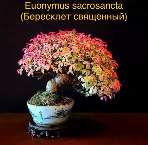 Euonymus sacrosancta (Бересклет священный)