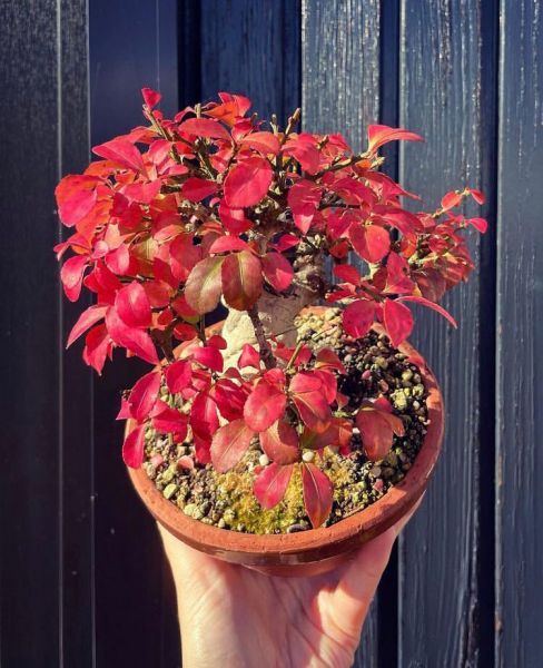 Euonymus sacrosancta (Бересклет священный)