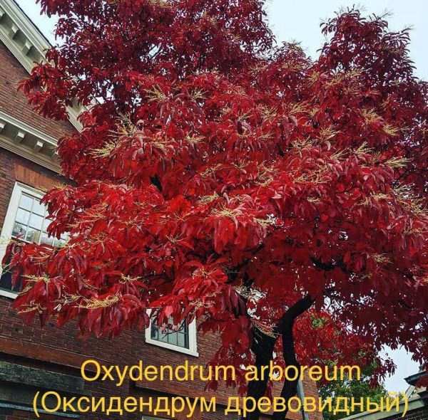 Oxydendrum arboreum (Оксидендрум древовидный)