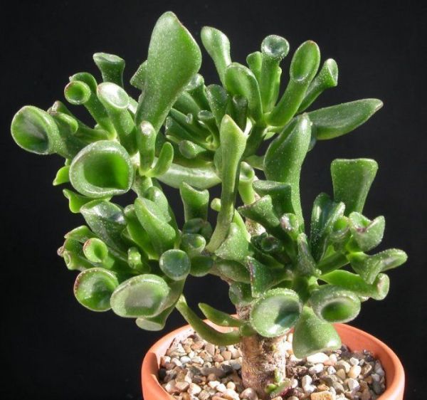 Crassula portulacea ovata (Крассула Портулаковая овальная)