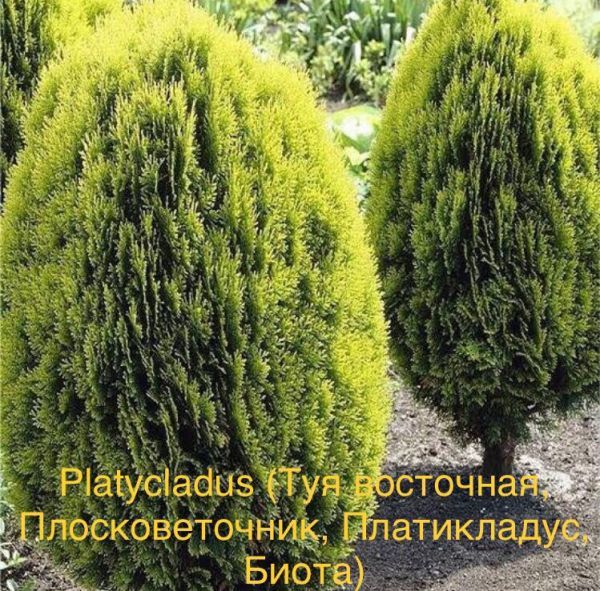 Platycladus (Туя восточная, Плосковеточник, Платикладус, Биота)