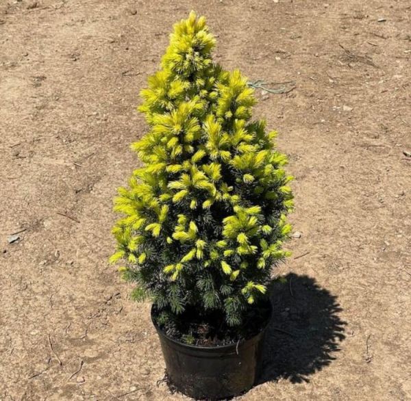 Picea glauca (Ель канадская, Ель Глаука, Ель белая, Ель сизая)