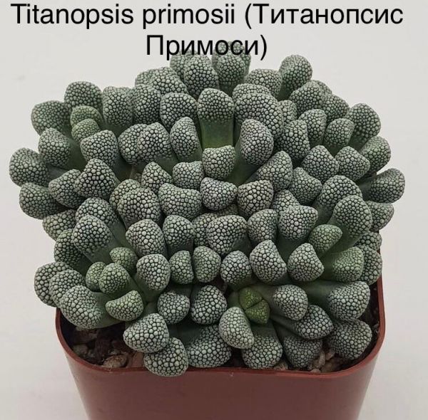 Titanopsis primosii (Титанопсис Примоси)