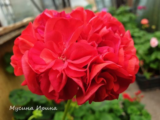 Шёлк Забава № 2410