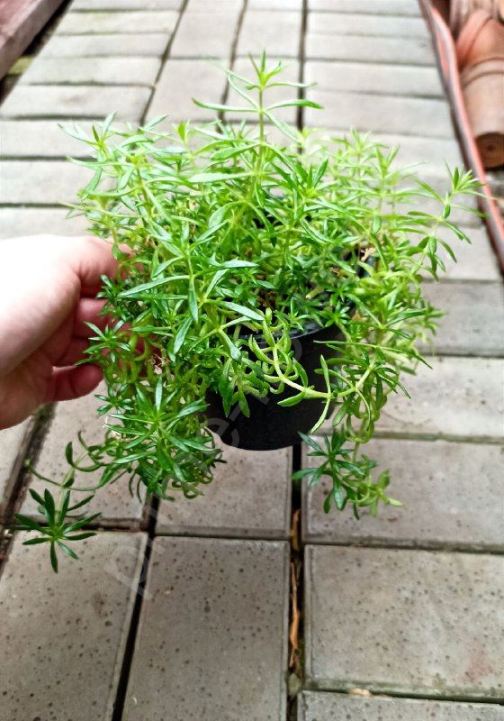 Очиток (Седум) Мексиканский