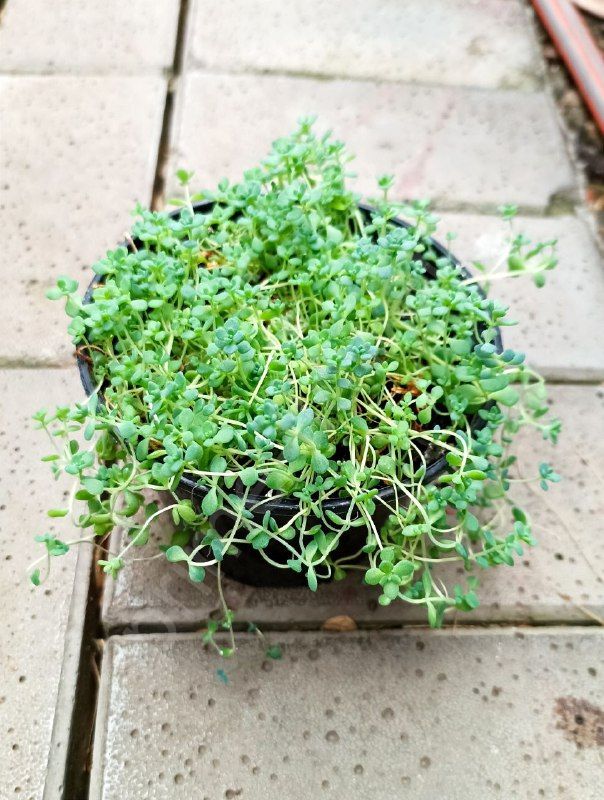 Седум Дасифиллюм