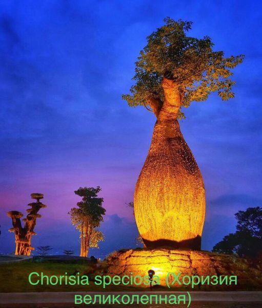 Chorisia speciosa (Хоризия великолепная)