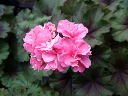 Шёлк Элегия № 2430