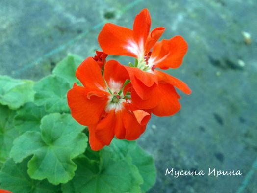 Шёлк Шафран № 2429