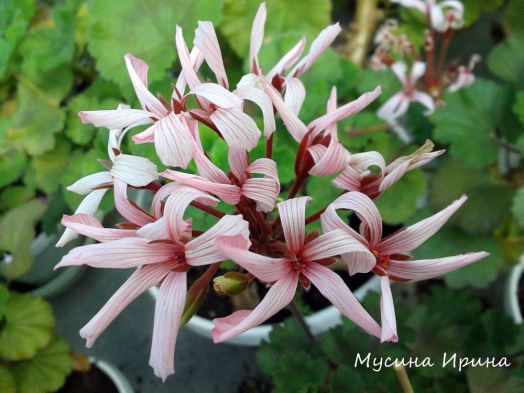 Шёлк Узор № 2441