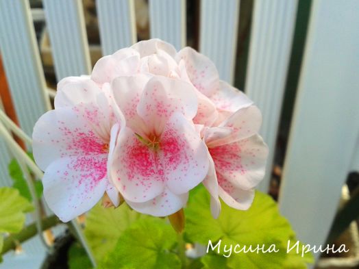 Шёлк Птица № 2425