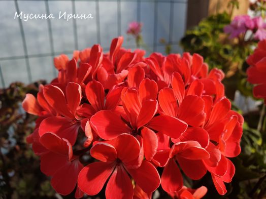 Honnestoltz № 0659