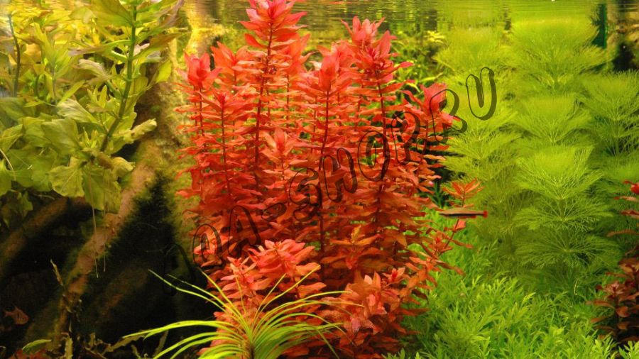 Ротала макрандра (Rotala macrandra)