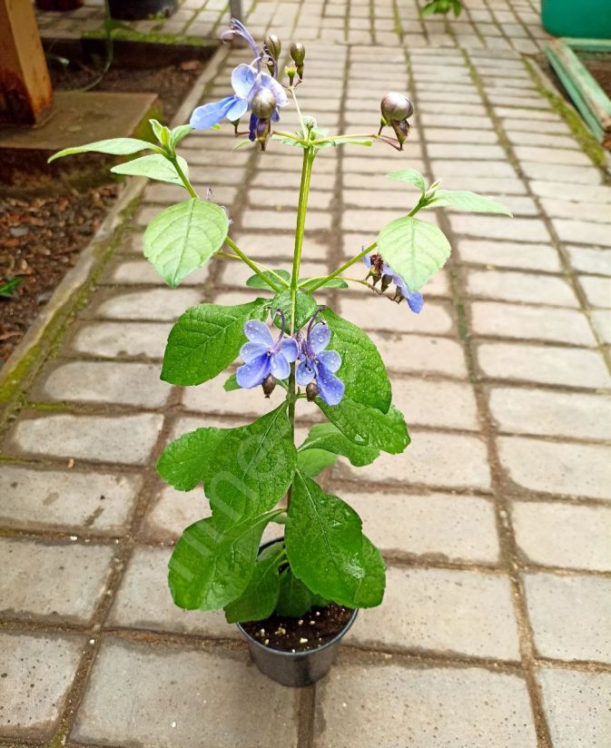 Клеродендрум Угандийский