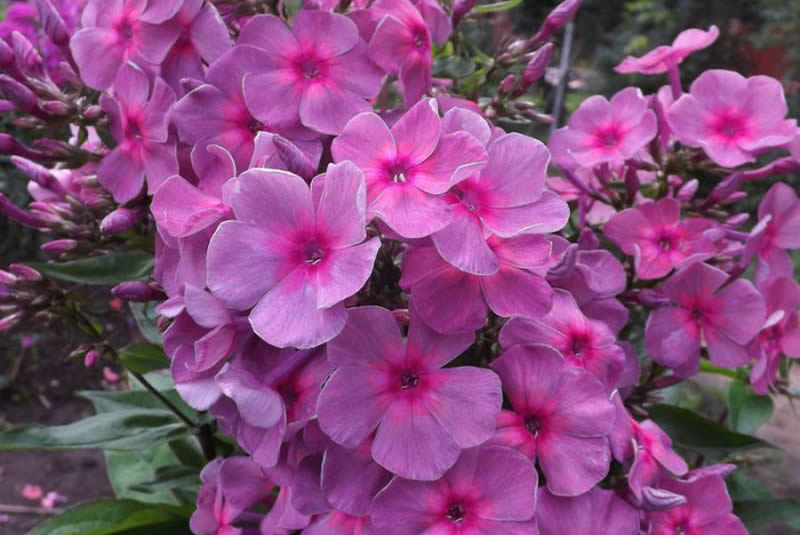 Флокс 'Звездопад' / Phlox 'Zvezdopad'