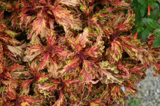 99   колеус Brazilian Carnival