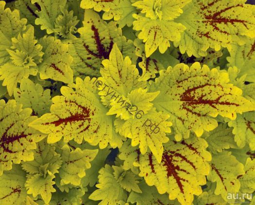 33  колеус  Pele