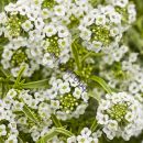 Алиссум вариегатный