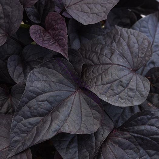 Ипомея батат Блэк Харт