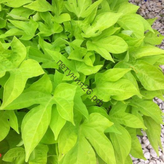 Ипомея Ipomoea Bright ideas Lime