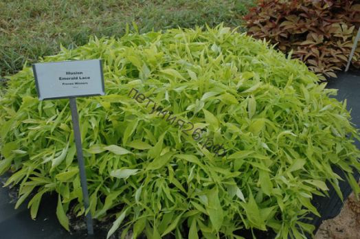 Ипомея батат Emerald Lace