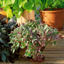 ипомея батата multicoloured papas